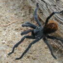 Image of Aphonopelma marxi (Simon 1891)