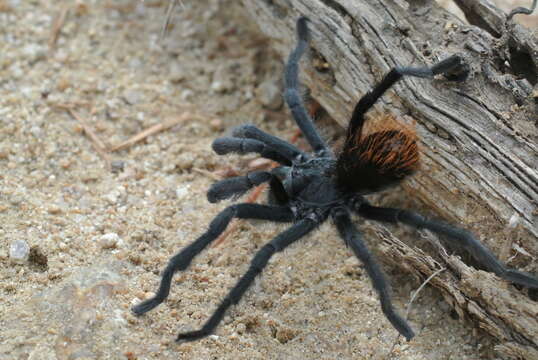 Image of Aphonopelma marxi (Simon 1891)