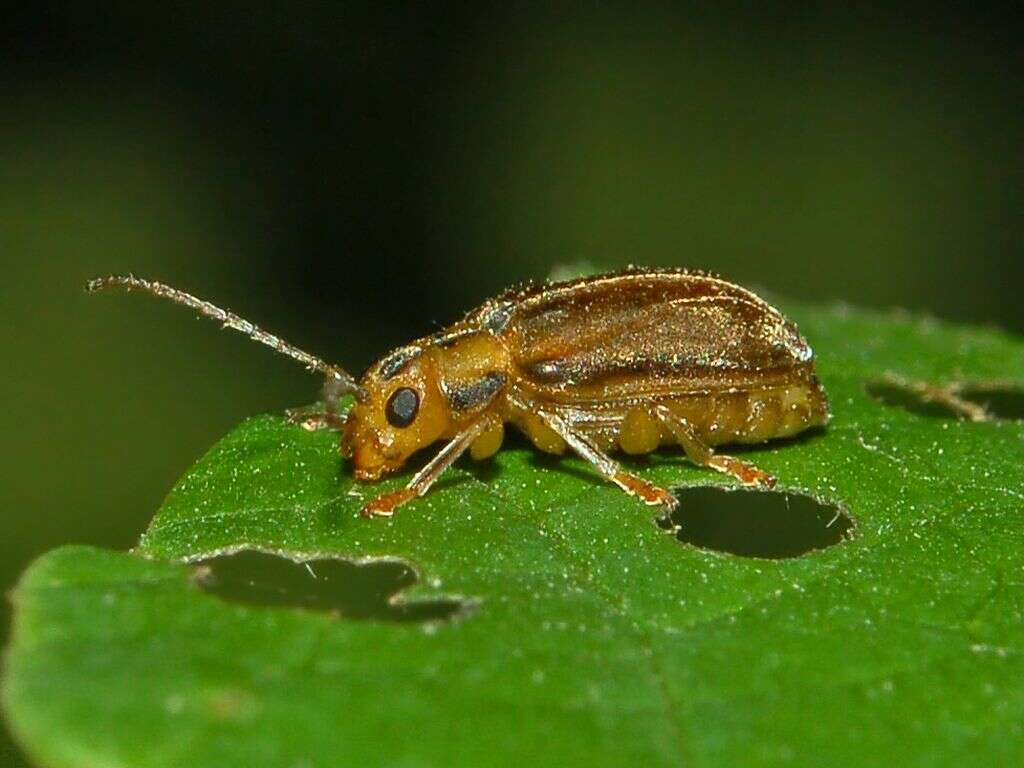 Image of Viburnum leaf beetle