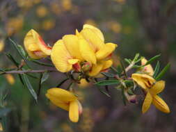 Слика од Pultenaea juniperina Labill.