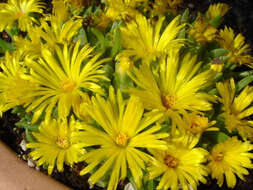 Image of delosperma