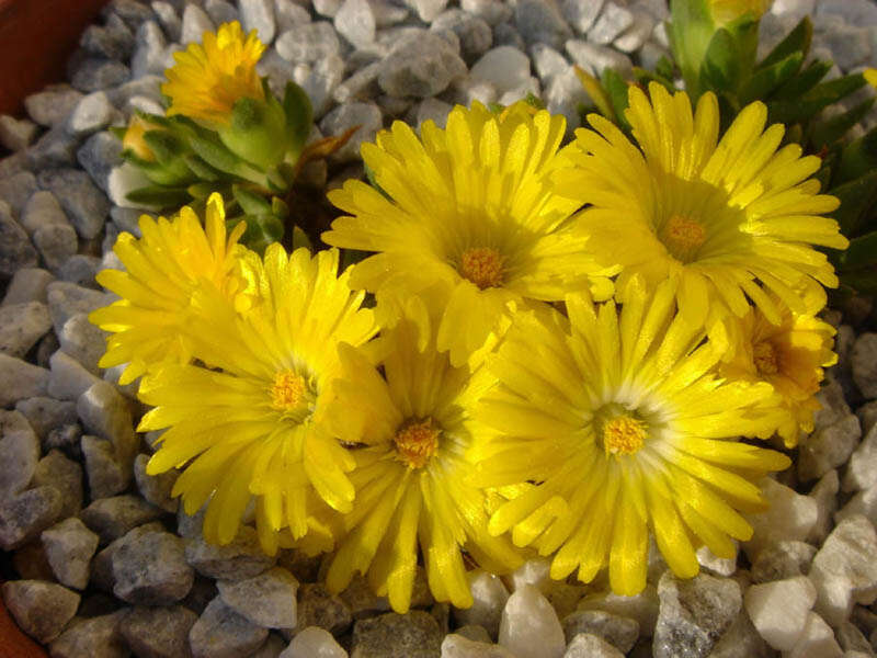 Image of delosperma