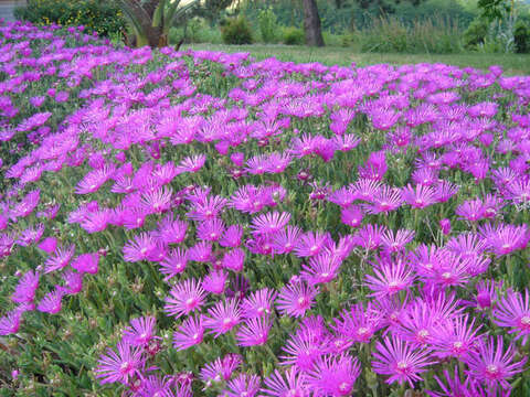 Imagem de Delosperma cooperi (Hook. fil.) L. Bol.