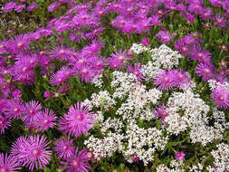 Imagem de Delosperma cooperi (Hook. fil.) L. Bol.