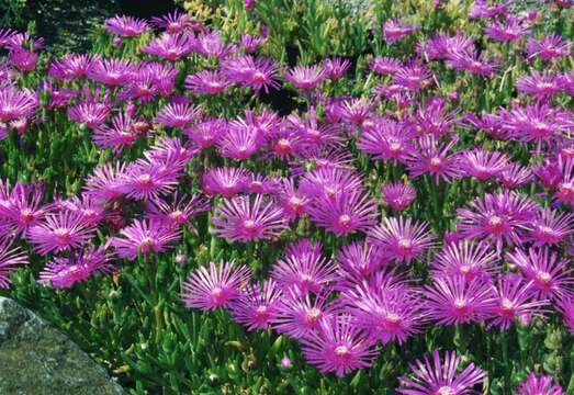 Imagem de Delosperma cooperi (Hook. fil.) L. Bol.