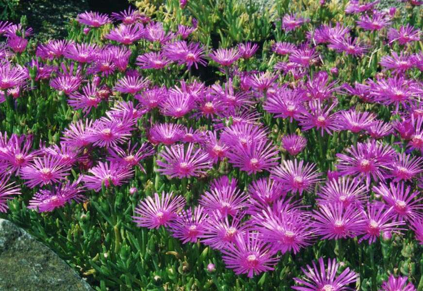 Imagem de Delosperma cooperi (Hook. fil.) L. Bol.