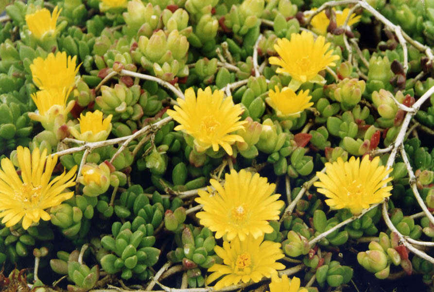 Image of delosperma