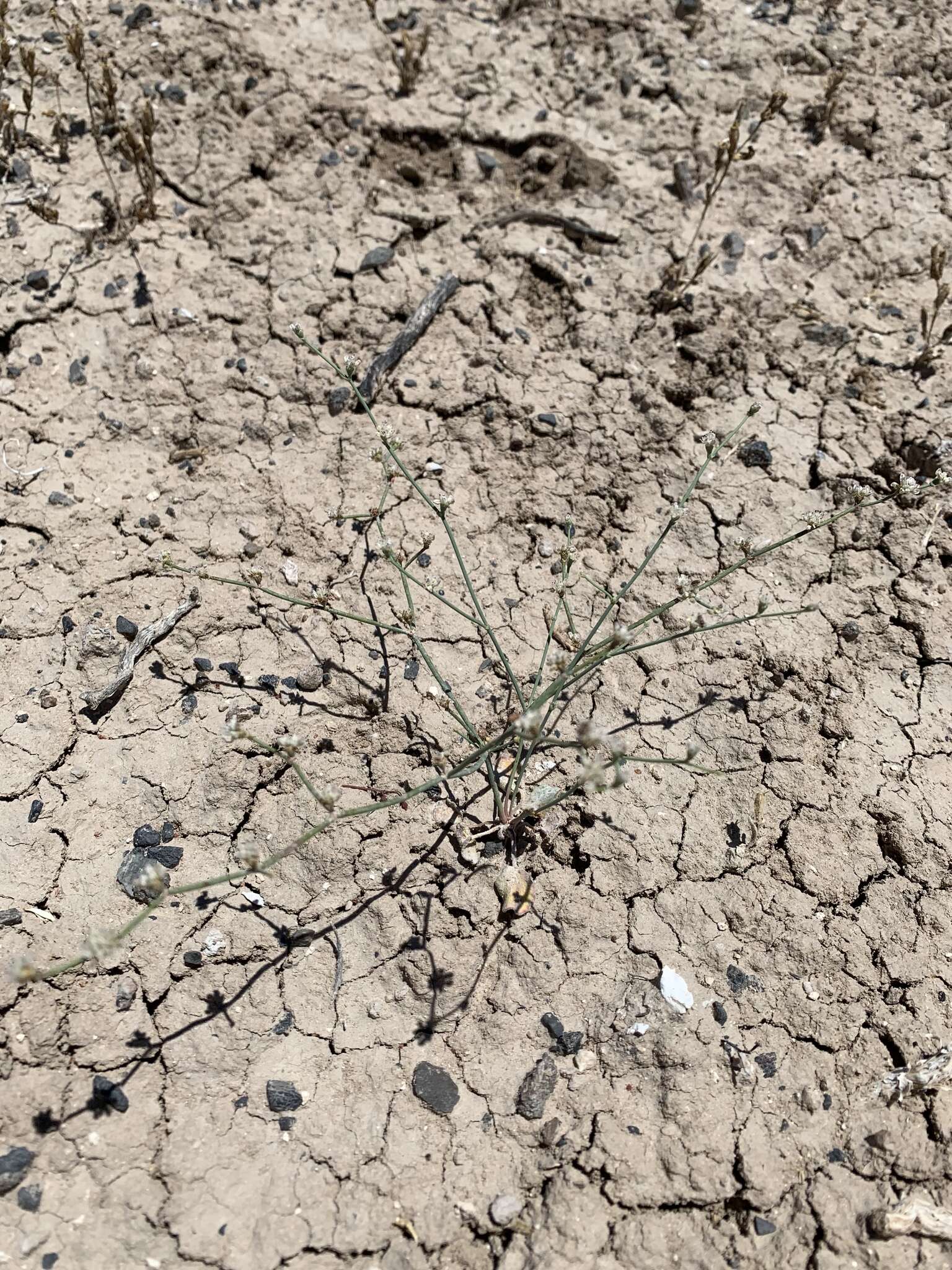 Image of Pahrump Valley buckwheat