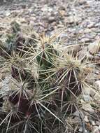 Image of Devil's Prickly-pear Cactus