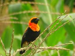 Image of Black-winged Bishop