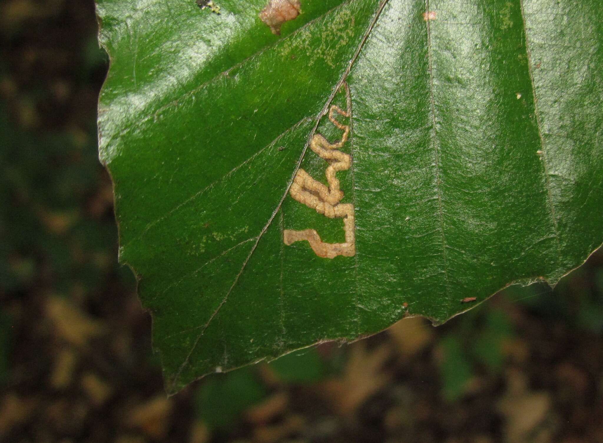 Sivun Stigmella tityrella (Stainton 1854) Hering 1957 kuva