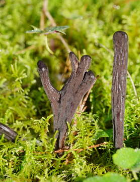 Image of Clavulina tasmanica (Berk. ex Cooke) Corner 1950