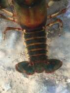 Image of Chattooga River Crayfish