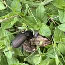 Image de Calosoma (Campalita) auropunctatum (Herbst 1784)