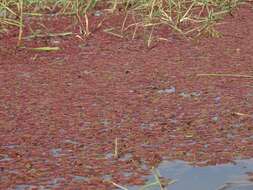 Image of Azolla pinnata subsp. africana (Desv.) R. M. K. Saunders & K. Fowler