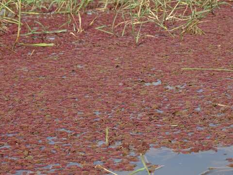 Image of Azolla pinnata subsp. africana (Desv.) R. M. K. Saunders & K. Fowler