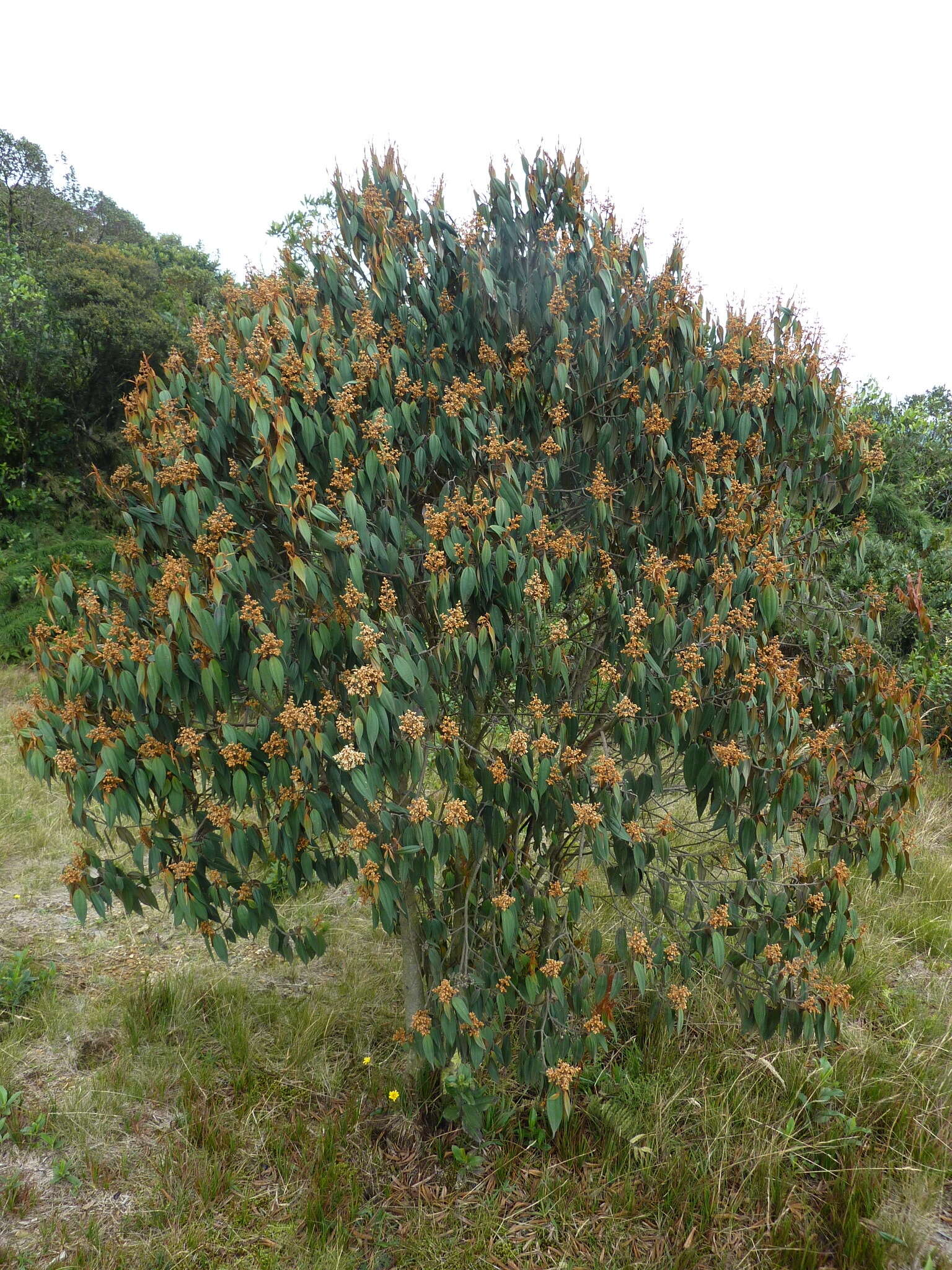 Слика од Miconia theizans (Bonpl.) Cogn.