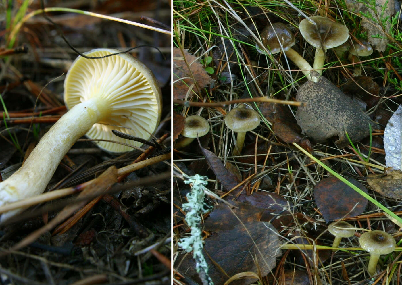 Plancia ëd Hygrophorus hypothejus (Fr.) Fr. 1838