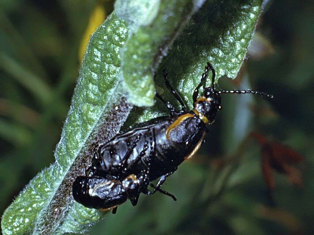 Arima marginata resmi