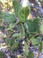 Image of Afrocanthium gilfillanii (N. E. Br.) Lantz