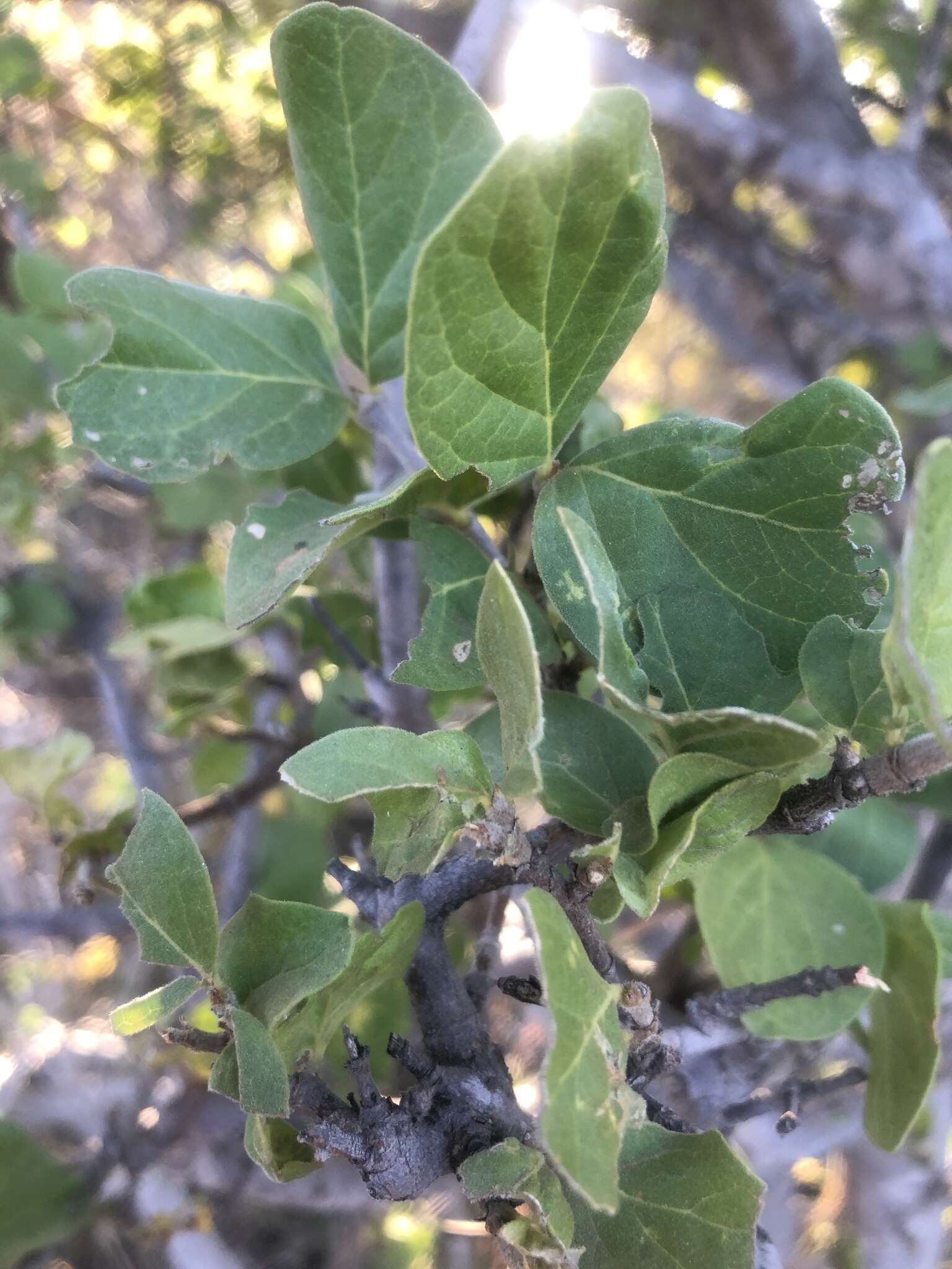 Image of Afrocanthium gilfillanii (N. E. Br.) Lantz