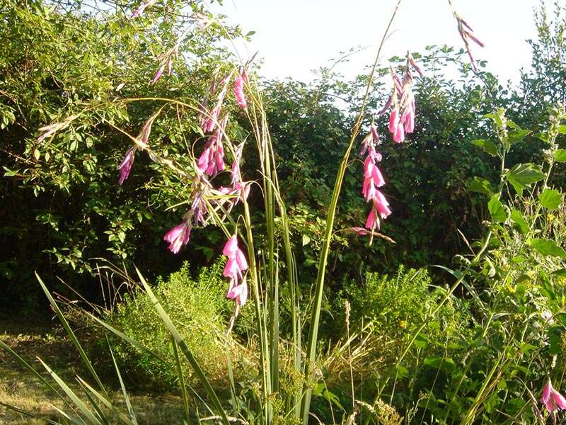 Image of Dierama pulcherrimum (Hook. fil.) Baker