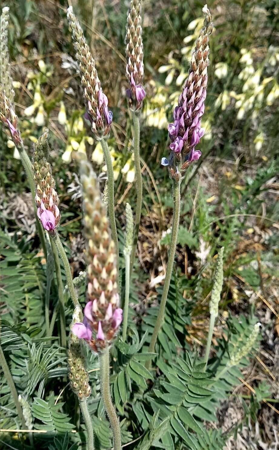 Image de Oxytropis spicata (Pall.) O. Fedtsch. & B. Fedtsch.