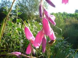 Image of Dierama pulcherrimum (Hook. fil.) Baker