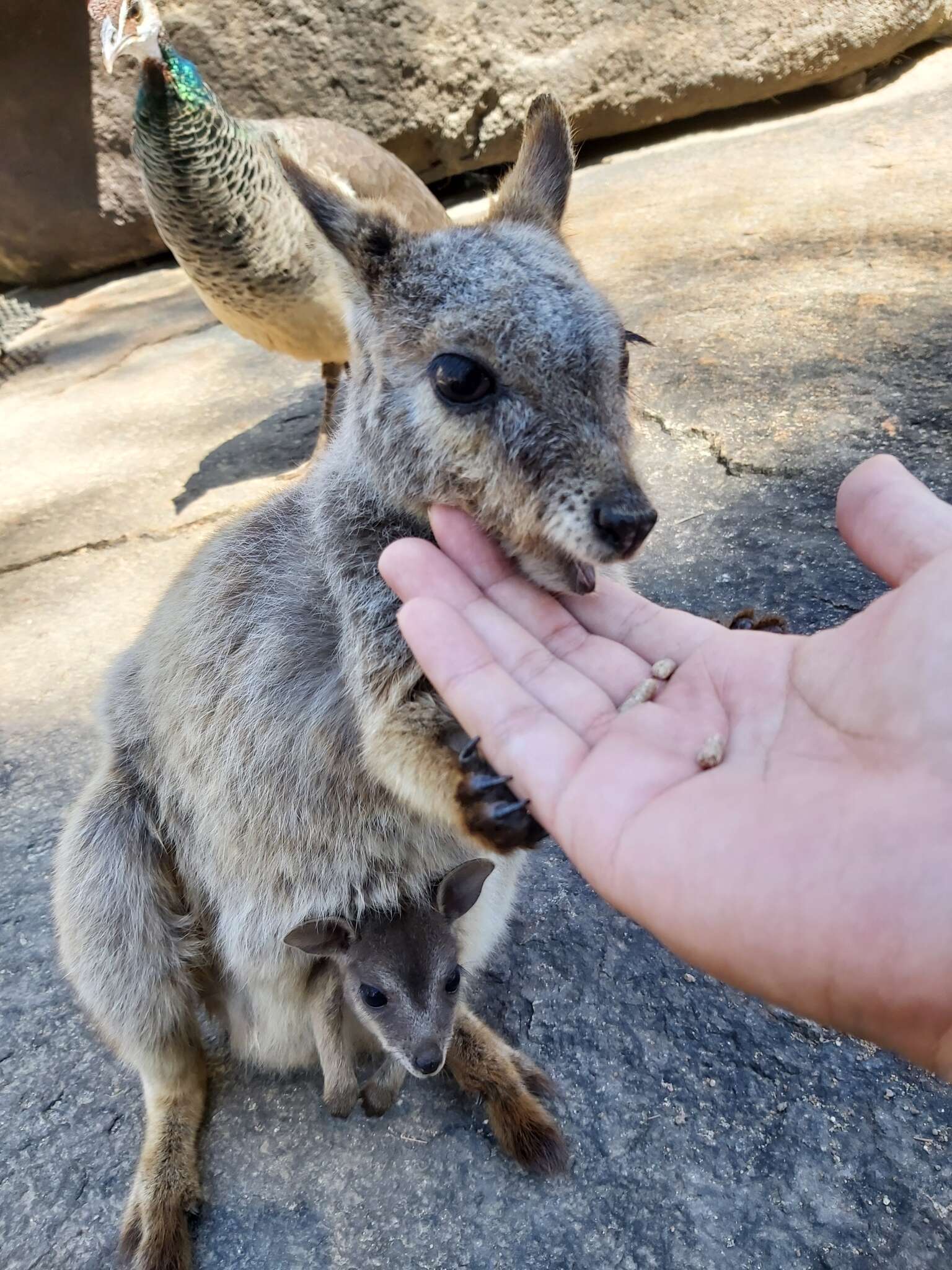 Image of Mareeba Rock Wallaby