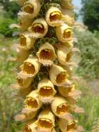 Слика од Digitalis ferruginea L.