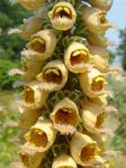 Слика од Digitalis ferruginea L.