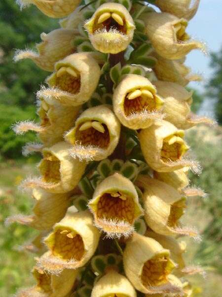 Слика од Digitalis ferruginea L.