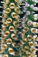 Слика од Digitalis ferruginea L.