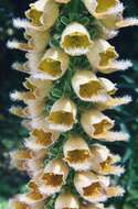 Слика од Digitalis ferruginea L.