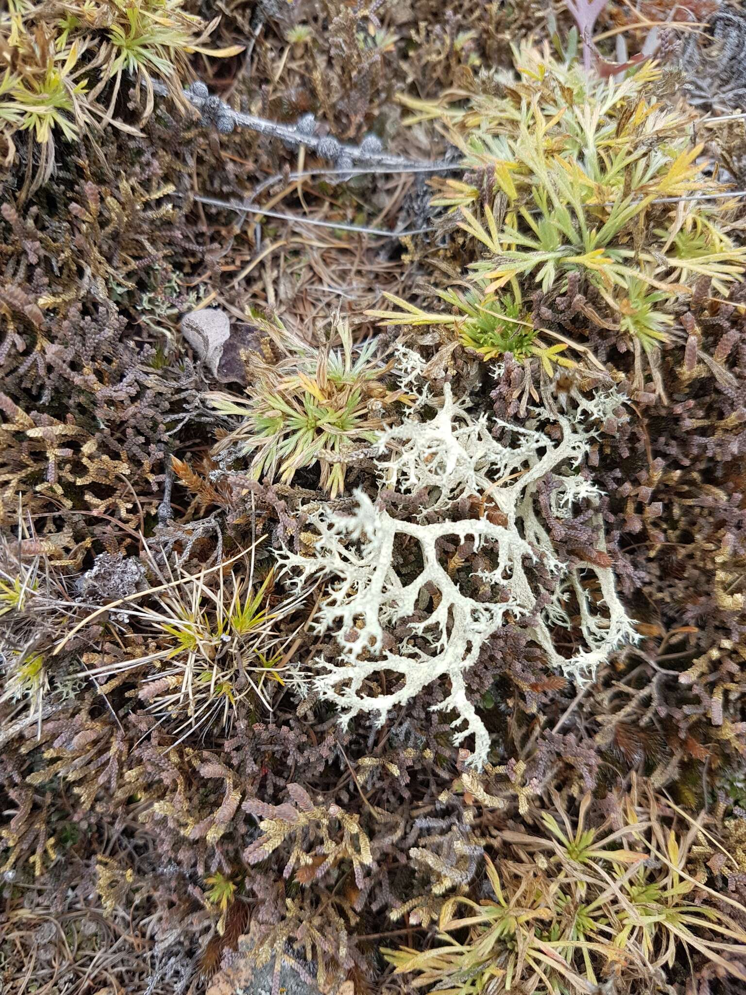 Sivun Selaginella sanguinolenta (L.) Spring kuva