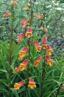 Image de Digitalis obscura L.