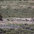 Image of Mexican Prairie Dog