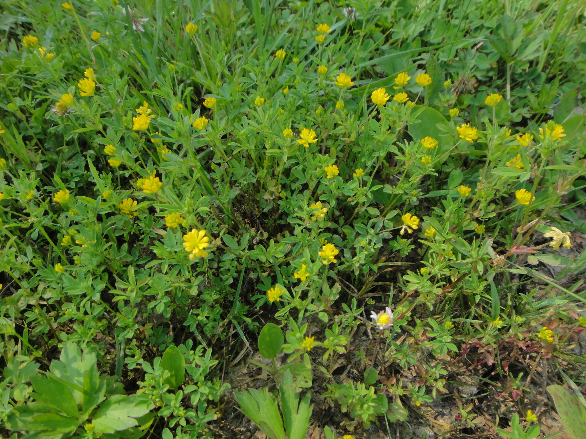 Слика од Trifolium patens Schreb.