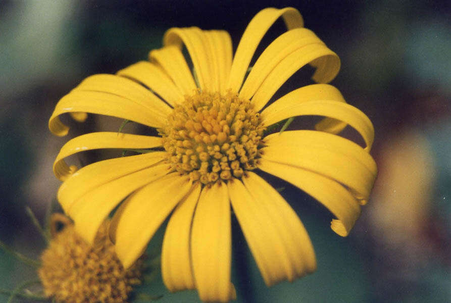 Imagem de Doronicum orientale Hoffm.