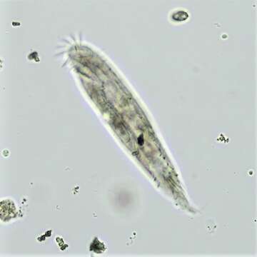 Image of Urosoma emarginata