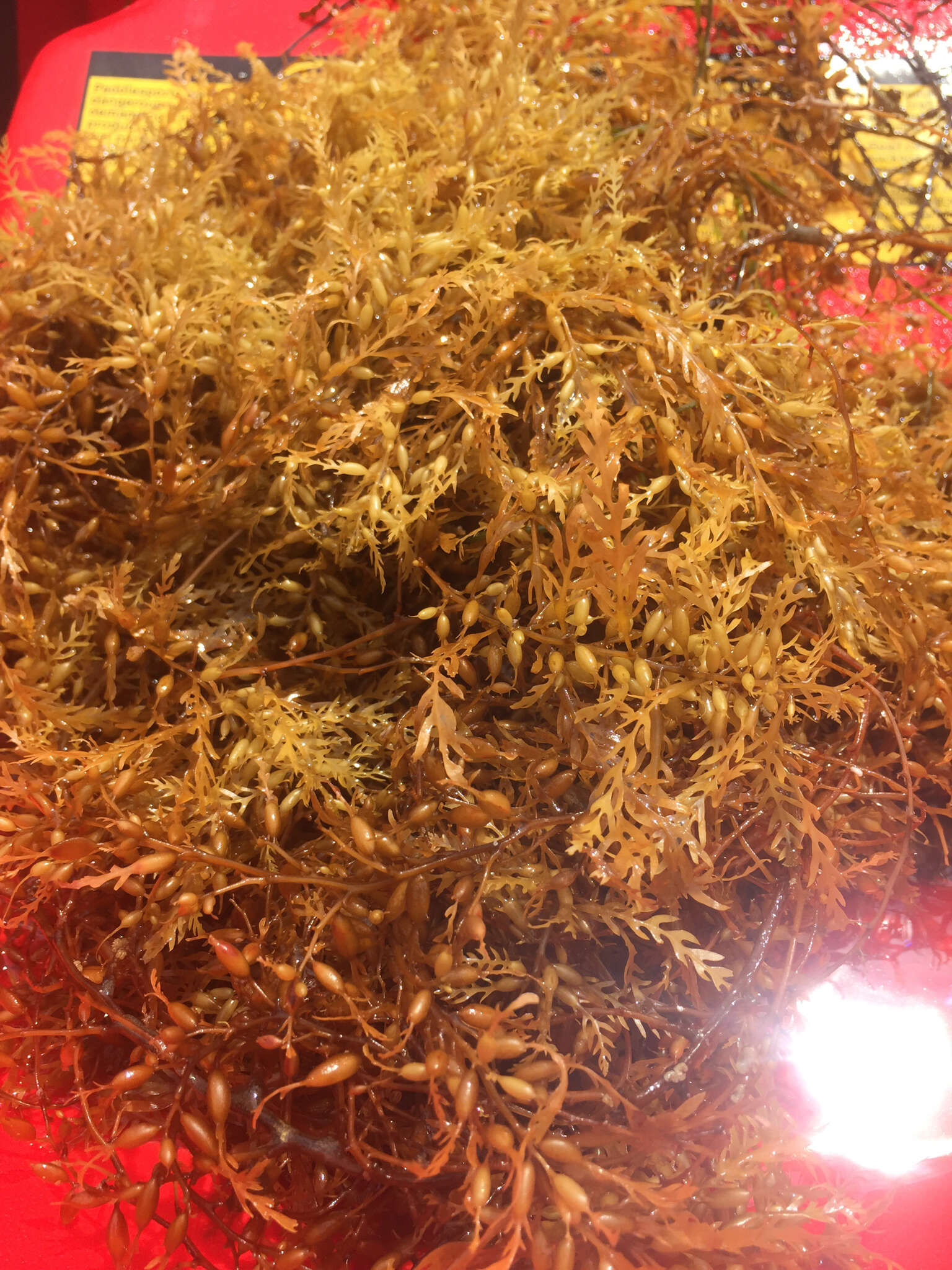 Слика од Sargassum horneri