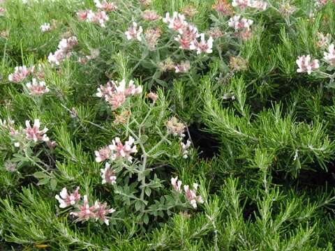 Image of hairy canary-clover