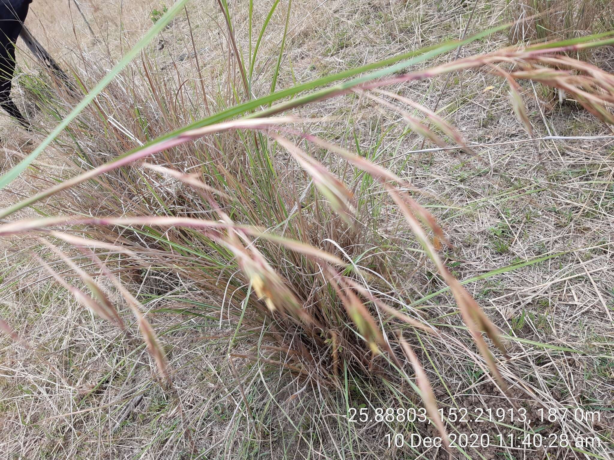 Plancia ëd Themeda avenacea (F. Muell.) T. Durand & B. D. Jacks.