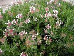 Image of hairy canary-clover