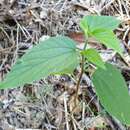 Image of Trema tomentosa var. viridis (Planchon) H. J. Hewson