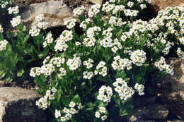 Image of Austrian draba