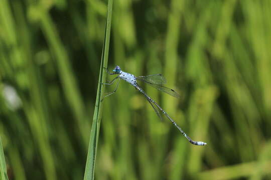 Image de Lestes praemorsus Hagen ex Selys 1862