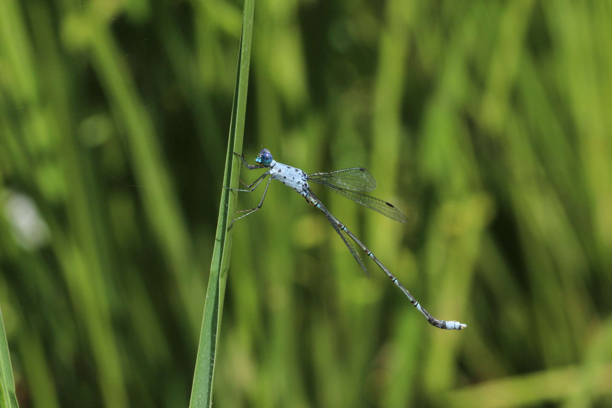 Слика од Lestes praemorsus Hagen ex Selys 1862