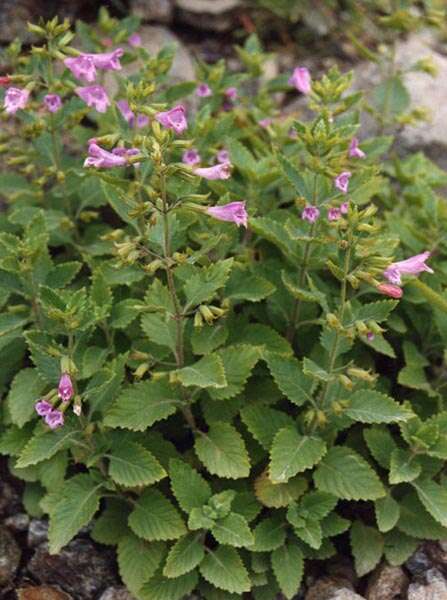 Image of Clinopodium grandiflorum