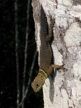 Image of Tropical Thornytail Iguana